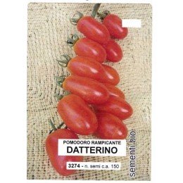 tomate datterino (semillas ecologicas)