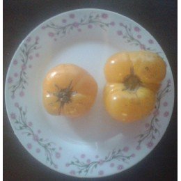 tomate azoychka