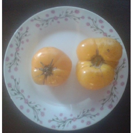 tomate azoychka