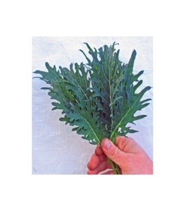 semillas de Kale Fizz