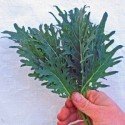 Kale Fizz - semillas no tratadas