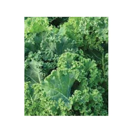 semillas de Kale pentland bring 