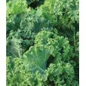 Kale pentland bring (semillas sin tratamiento)