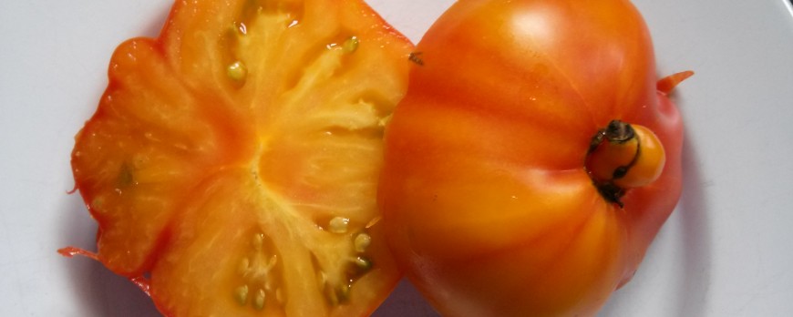 como obtener semillas de tomate