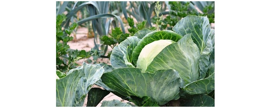 rotación de cultivos