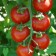 cultivo del tomate